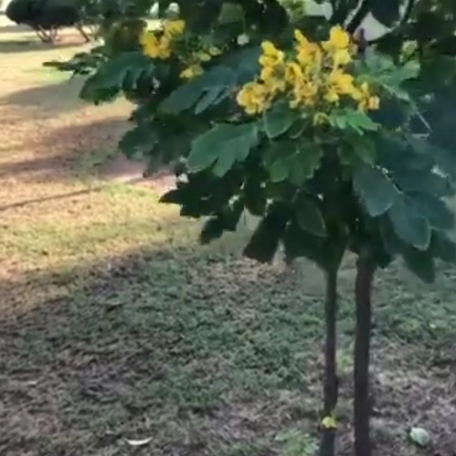 بذور شجرة ابو المكارم Tipuana tipu