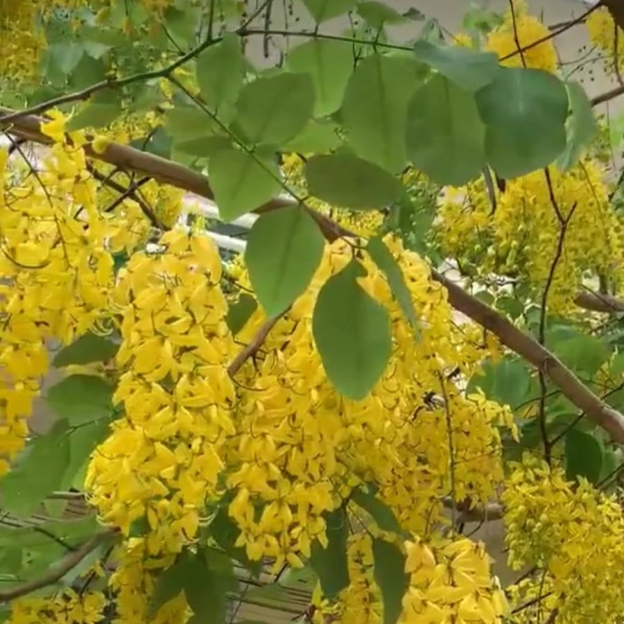 بذور اكاسيا فيستولا Cassia Fistula