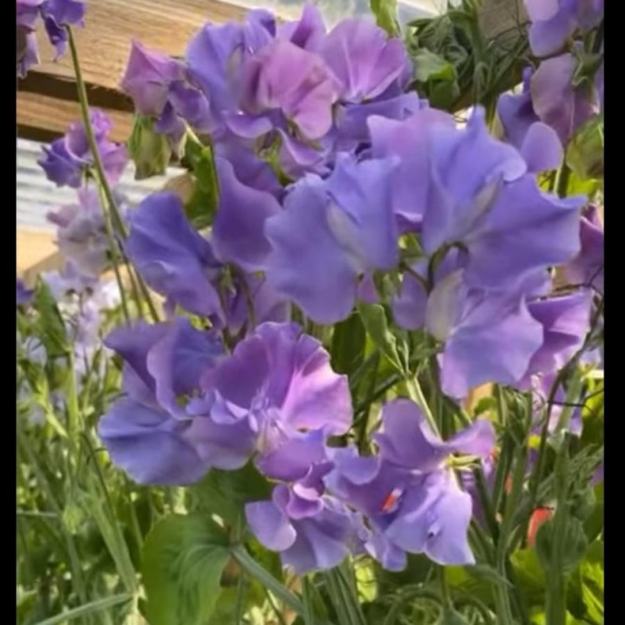 بذور زهرة بسلة الزهور العطرية Lathyrus odoratus