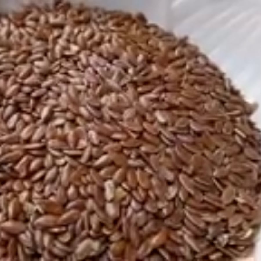بذور شجرة الكتان Linum usitatissimum