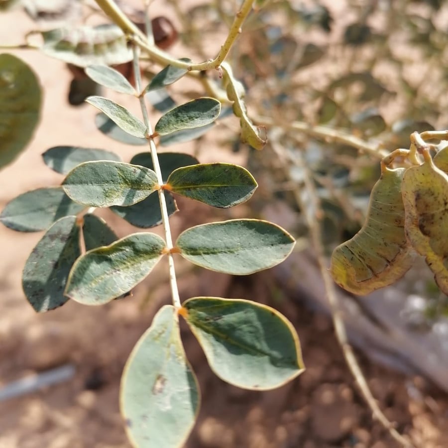 Seeds of the dwarf Italian tree, Senna Italica
