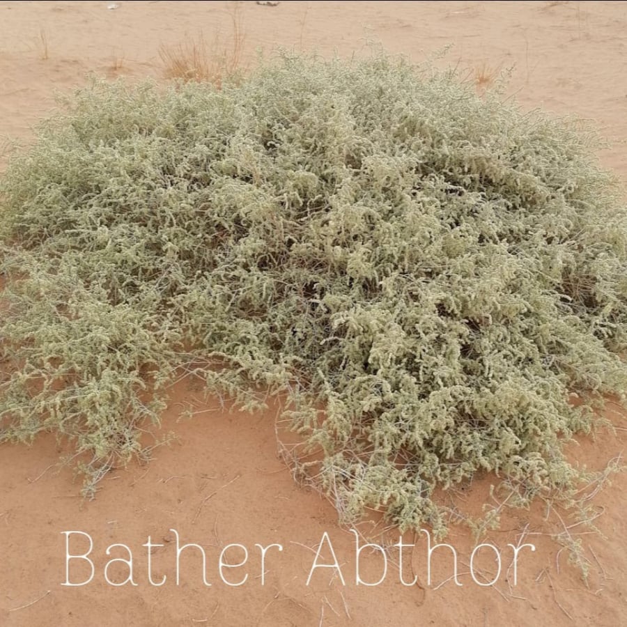 بذور شجرة الرمث البريHaloxylon salicornicu