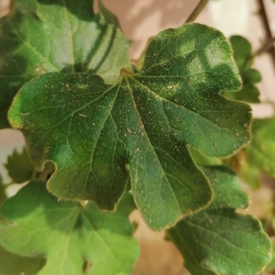 Seeds of the Kapok tree