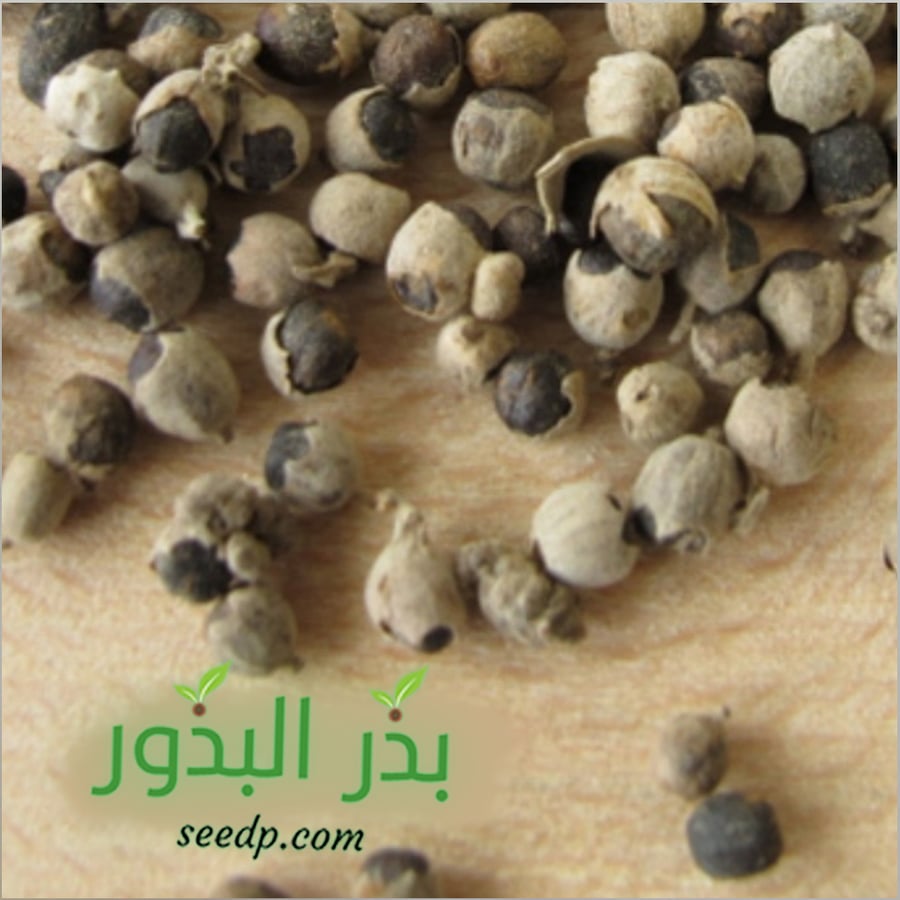 بذور شجرة كف مريم . فيتكسVitex agnus-castus