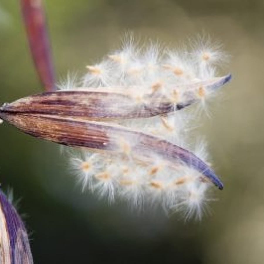 بذور شجرة الدفلى _ الدفلة الوردي  Nerium oleander