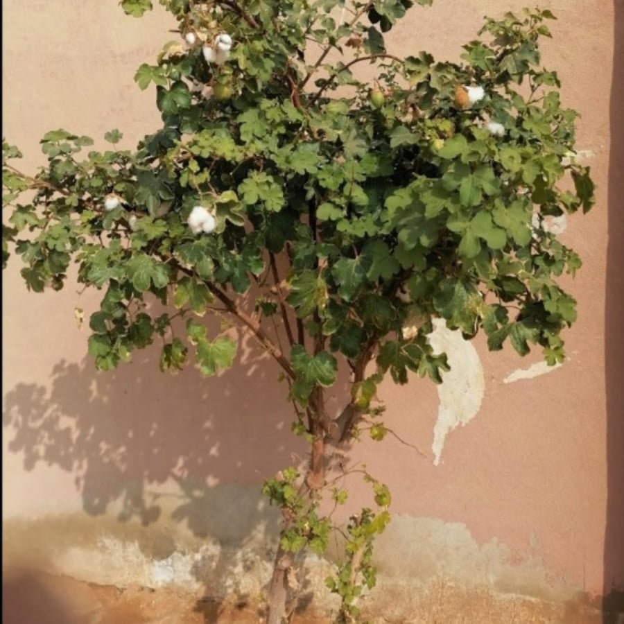Seeds of the Kapok tree
