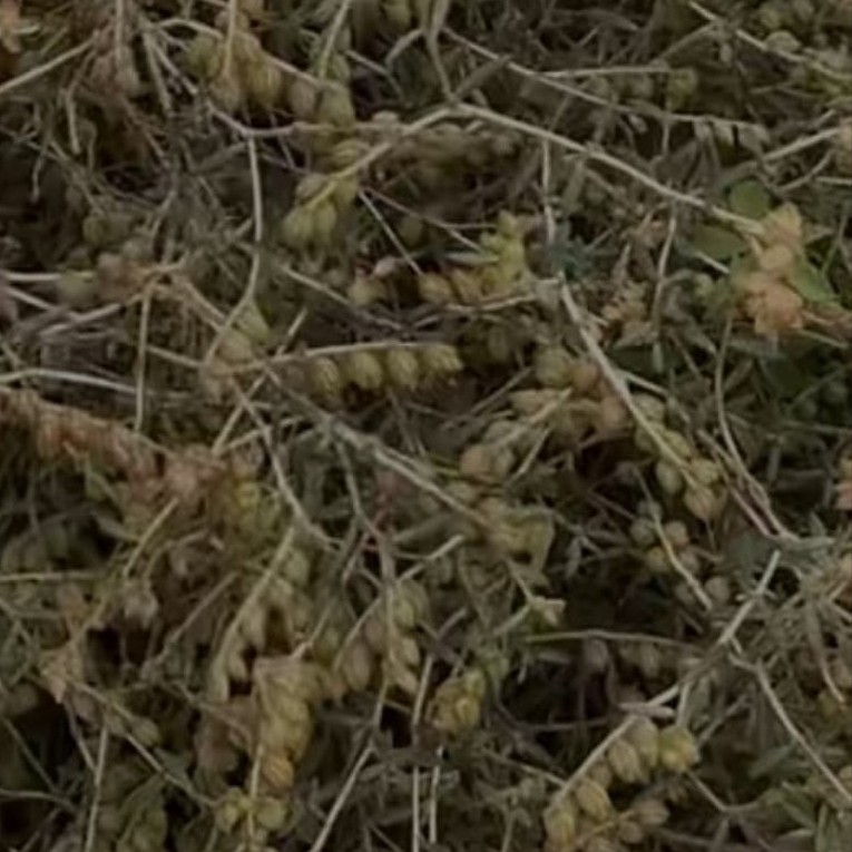 بذور شجرة الرقروق البرية Helianthemum