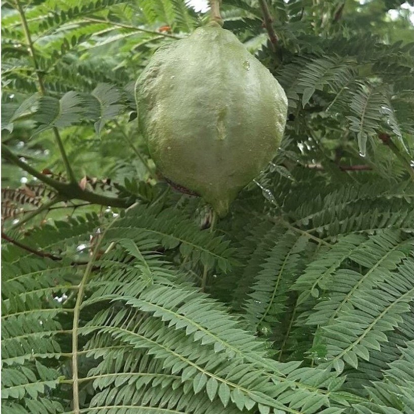 بذور جكرندا ميموزية الأوراق acaranda mimosifolia