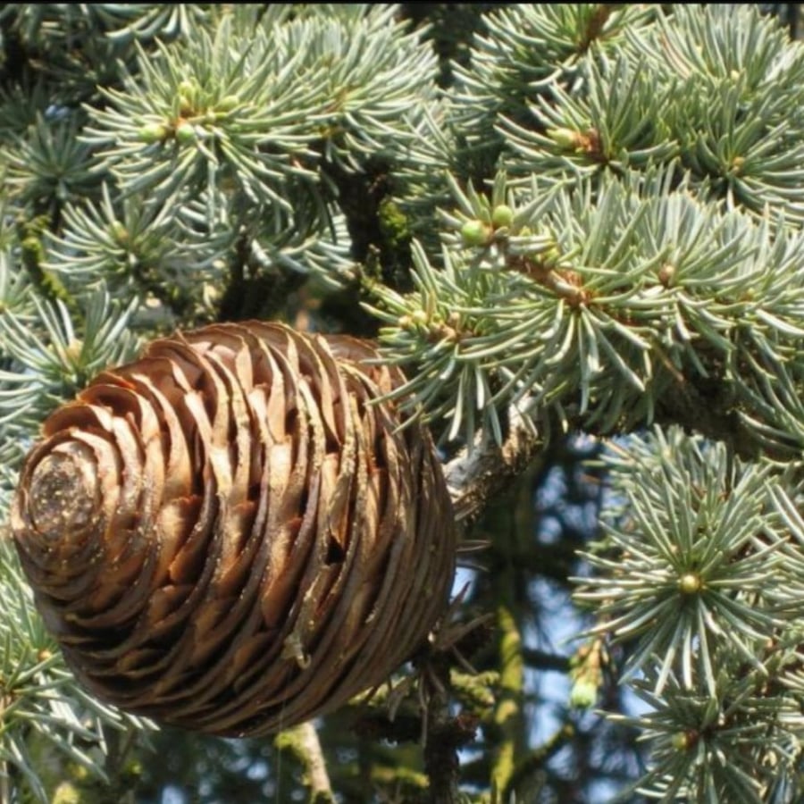Cedrus Lebanese cedar tree seeds