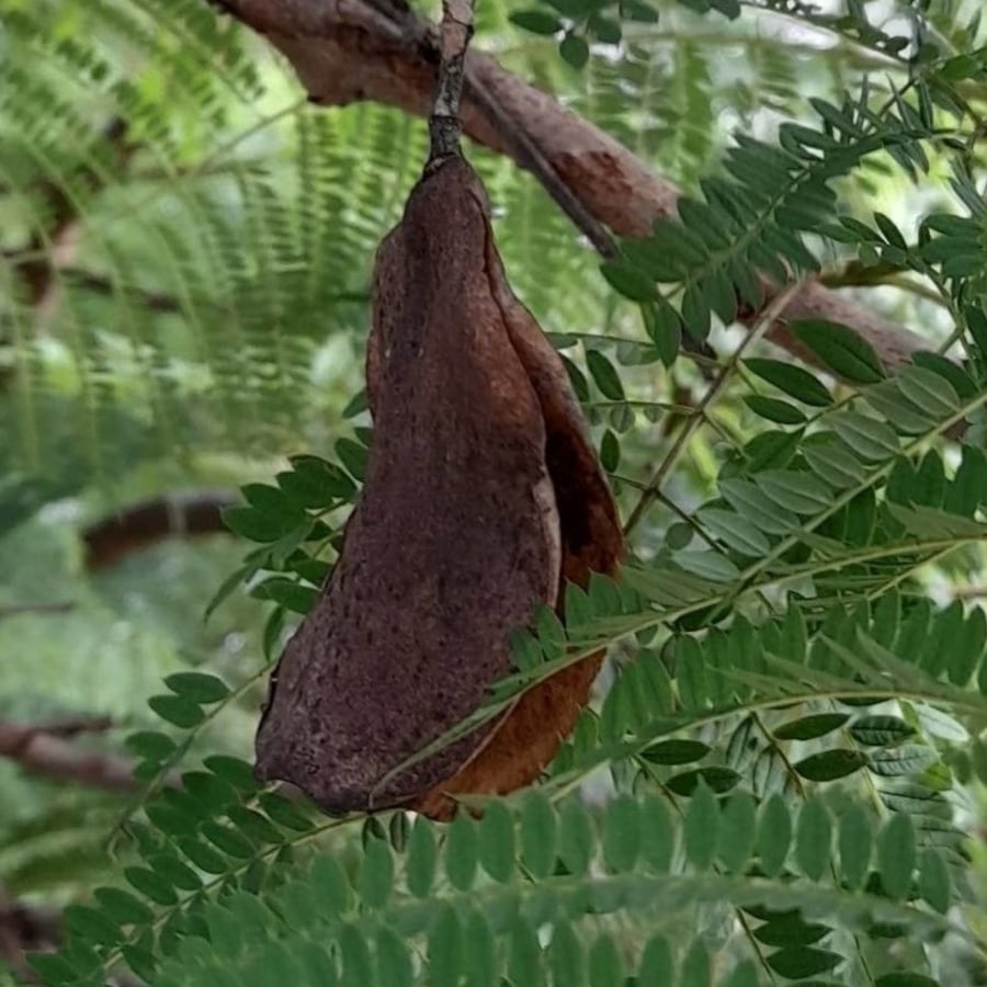 بذور جكرندا ميموزية الأوراق acaranda mimosifolia