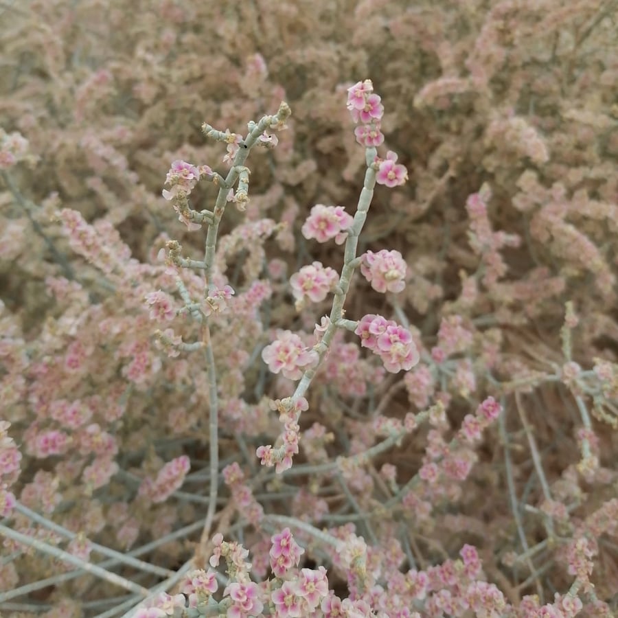 بذور شجرة الرمث البريHaloxylon salicornicu