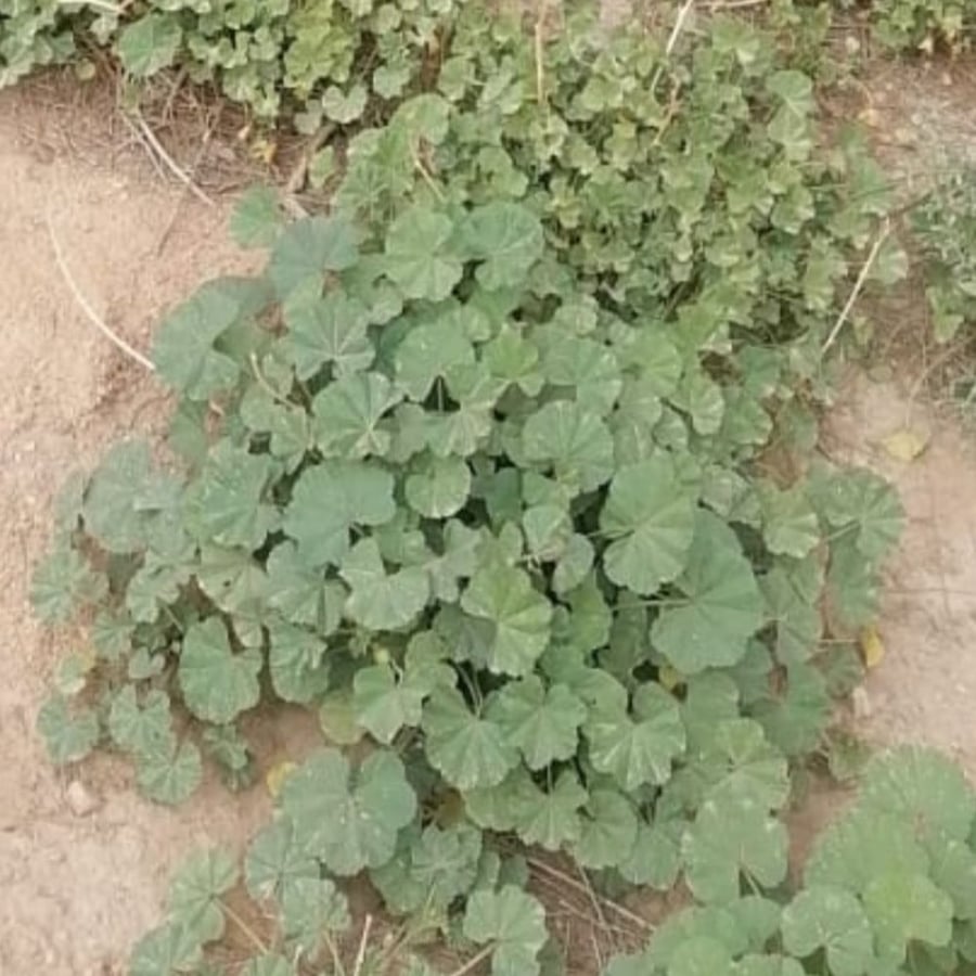 بذور شجرة الخبيزة ( Malva neglecta )