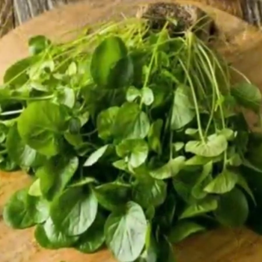بذور شجرة الجرجيرEruca vesicaria ssp
