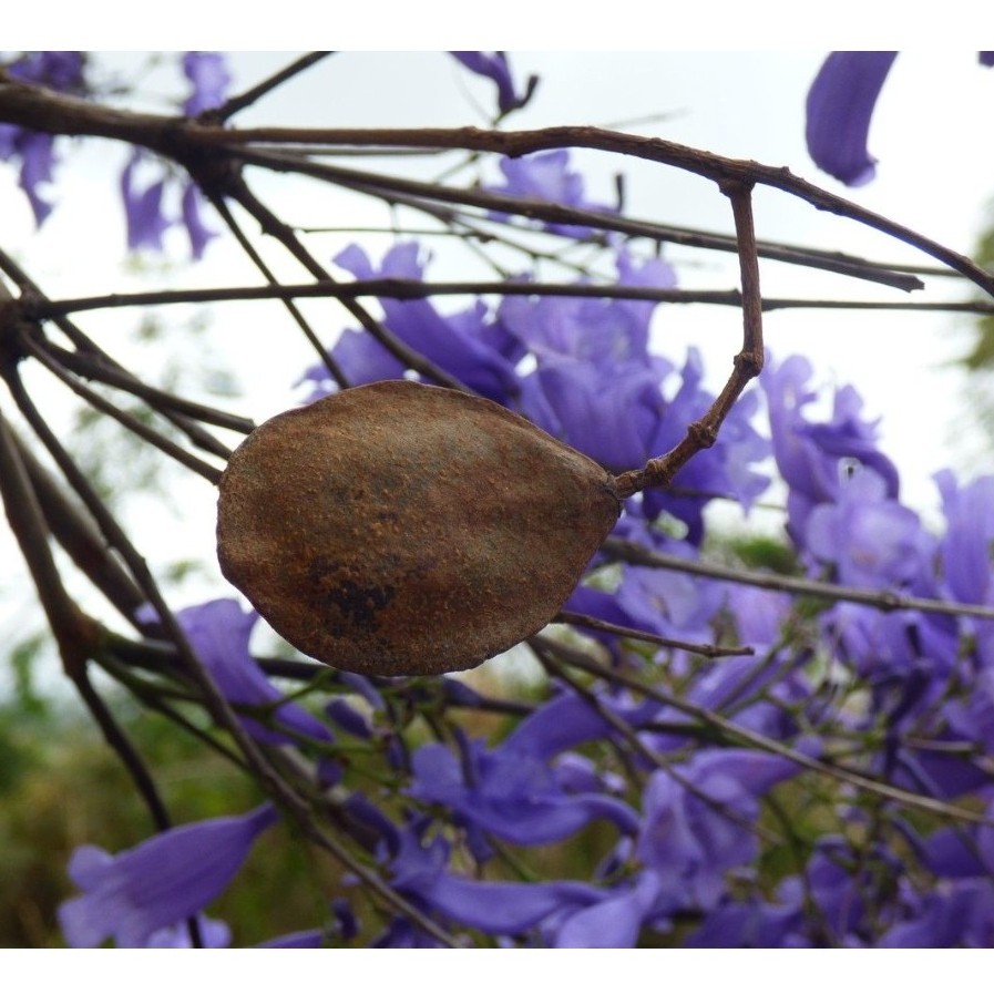 بذور جكرندا ميموزية الأوراق acaranda mimosifolia