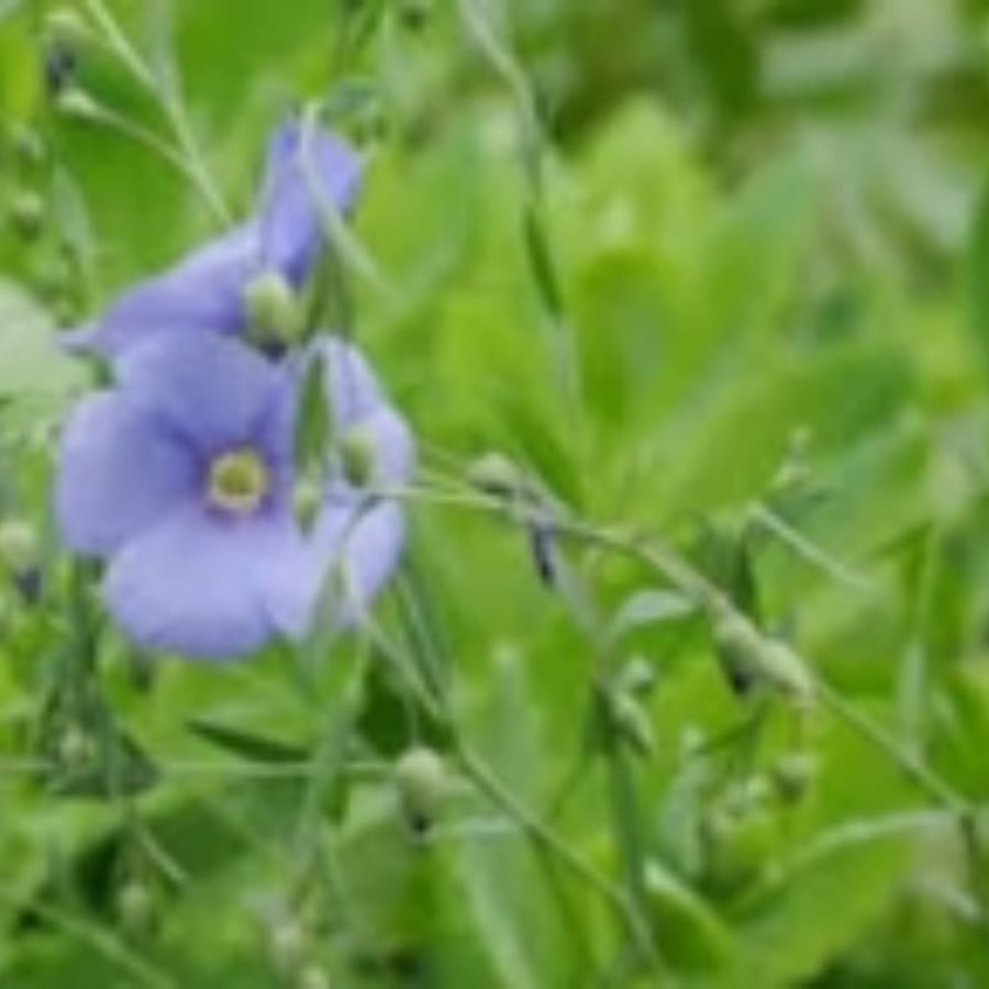 بذور شجرة الكتان Linum usitatissimum