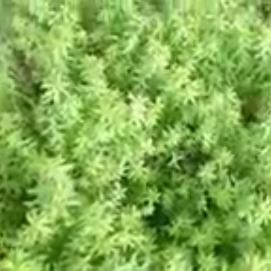 بذور شجرة الكتان Linum usitatissimum