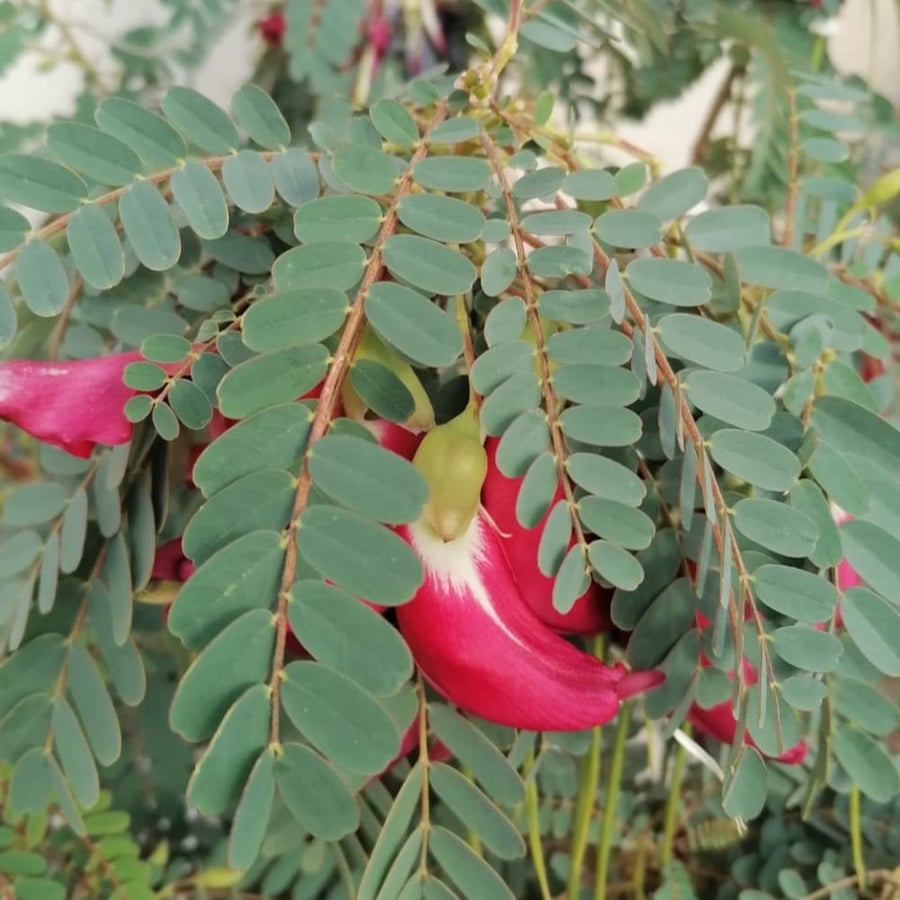 بذور سيسبان الزهرة كبيرة Sesbania grandiflora