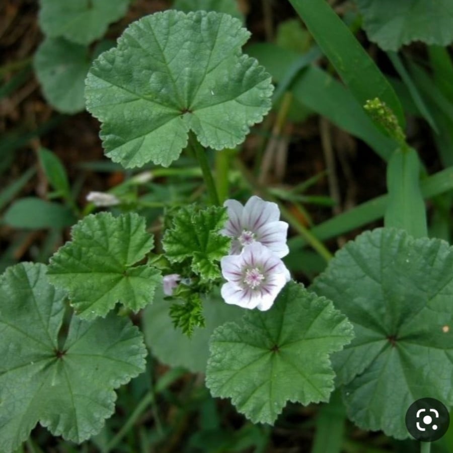 بذور شجرة الخبيزة ( Malva neglecta )