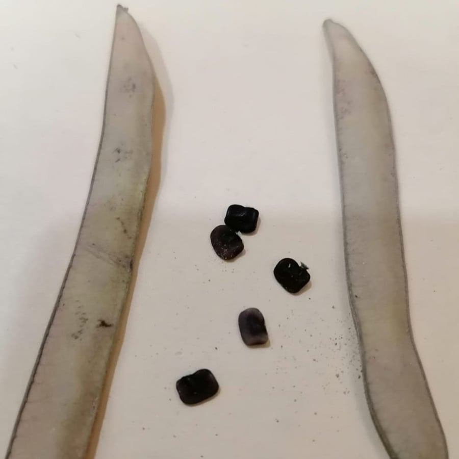 بذور شجرة الشاي الأزرق ( Clitoria ternatea