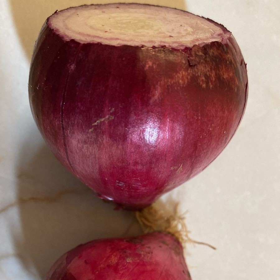 بذور شجرة البصل Allium cepa