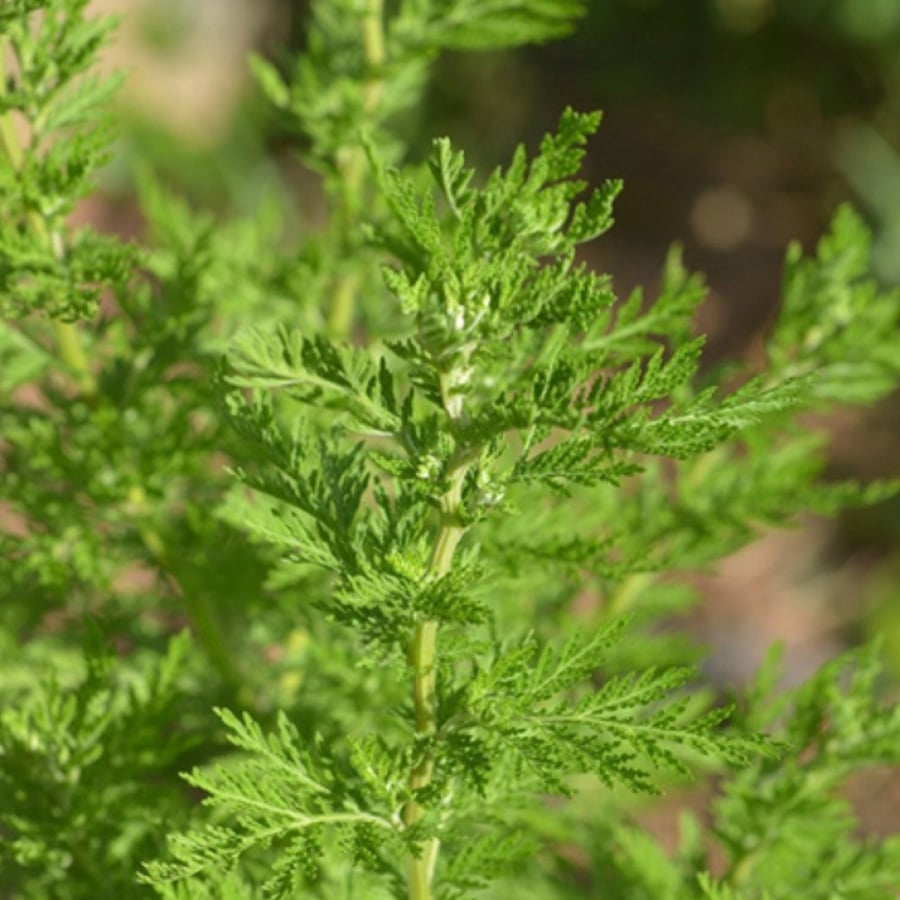 بذور شجرة الشيح Artemisia