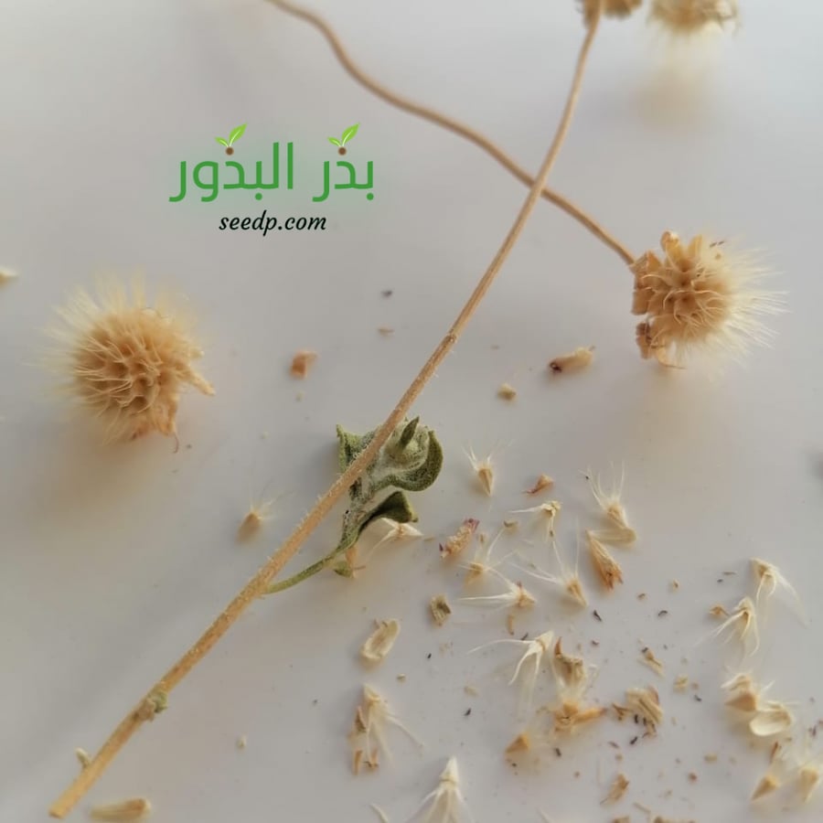 بذور شجرة زهرة جيلارديا ( العنبر الكشميري ) Gaillardia