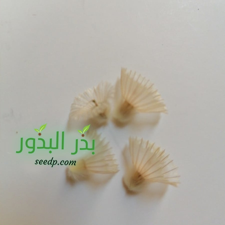 بذور شجرة الطربة - ام قلاص ( scabiosa stellata )