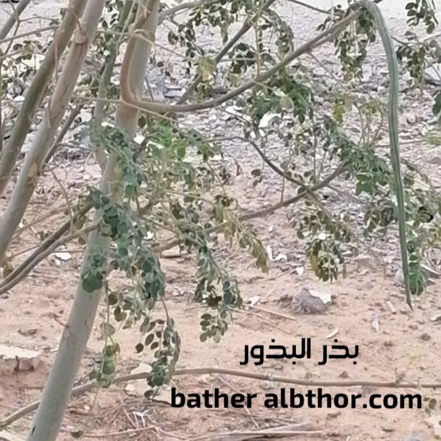 بذور شجرة المورينجا‬ ‫الهندية - مورينجا اوليفيرا‬ ( Moringa oleifera )