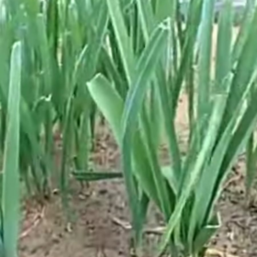 بذور نبات الكراث المصري Allium ampeloprasum