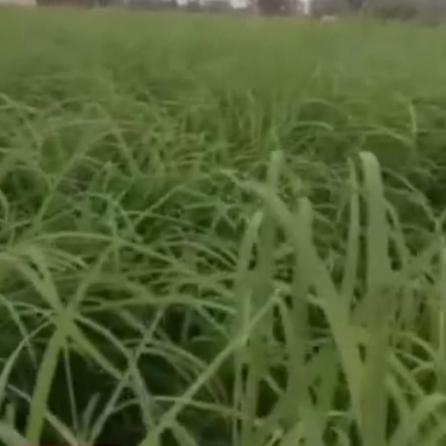 بذور عشبة الرودس Rhodes Grass