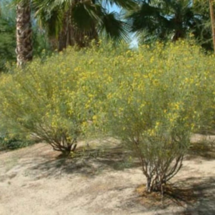 بذور شجرة سنا ارتيميسيويدس  Senna artemisioides