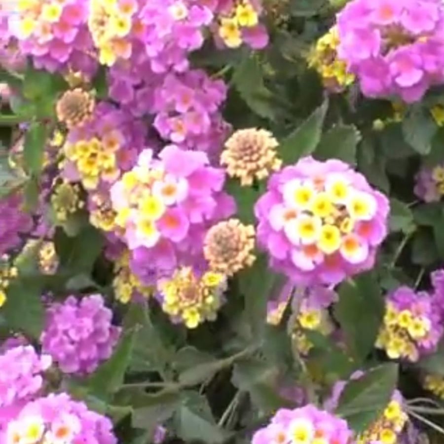 بذور شجرة لانتانا كمارا ام كلثوم Lantana camara