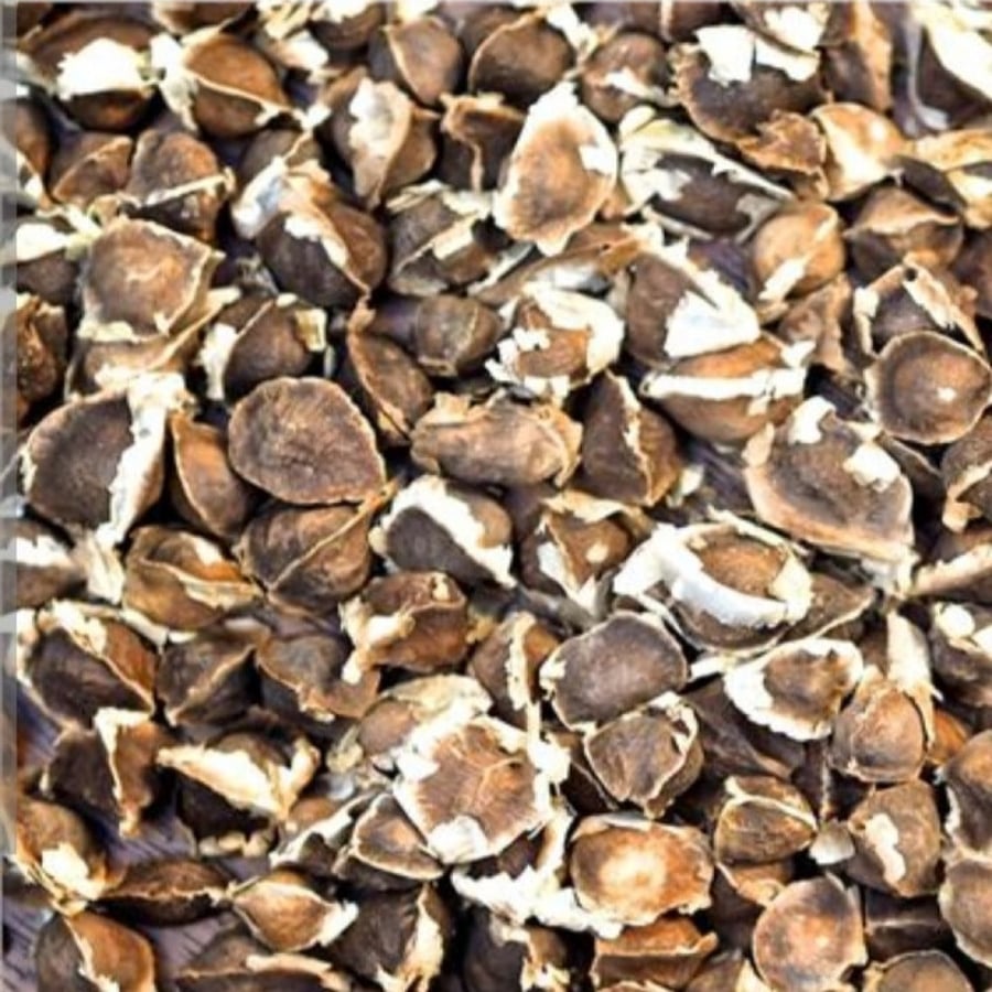 بذور شجرة المورينجا‬ ‫الهندية - مورينجا اوليفيرا‬ ( Moringa oleifera )