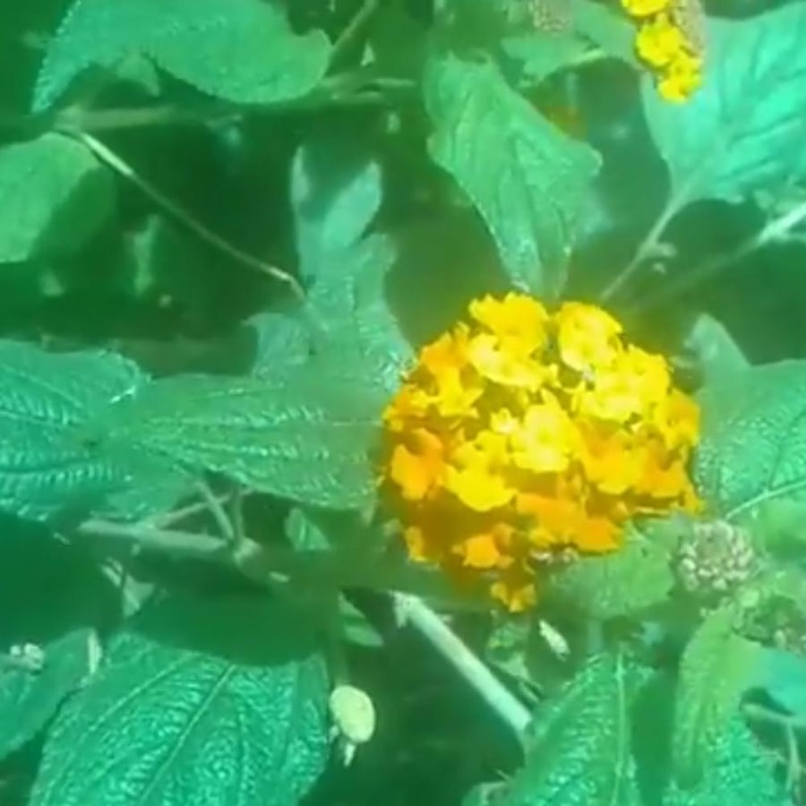 بذور شجرة لانتانا كمارا ام كلثوم Lantana camara