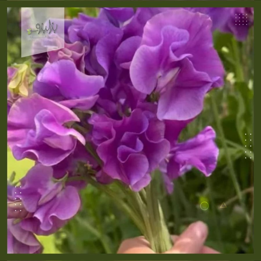 بذور زهرة بسلة الزهور العطرية Lathyrus odoratus