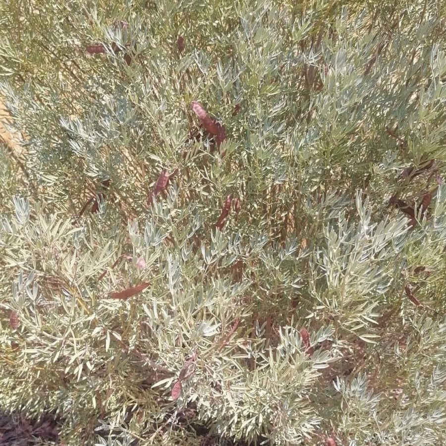 بذور شجرة سنا ارتيميسيويدس  Senna artemisioides