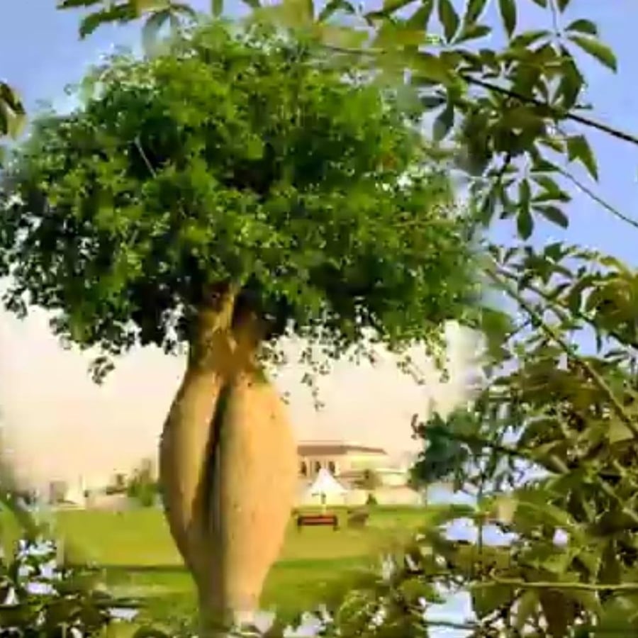 بذور شجرة مهرشة الفيل