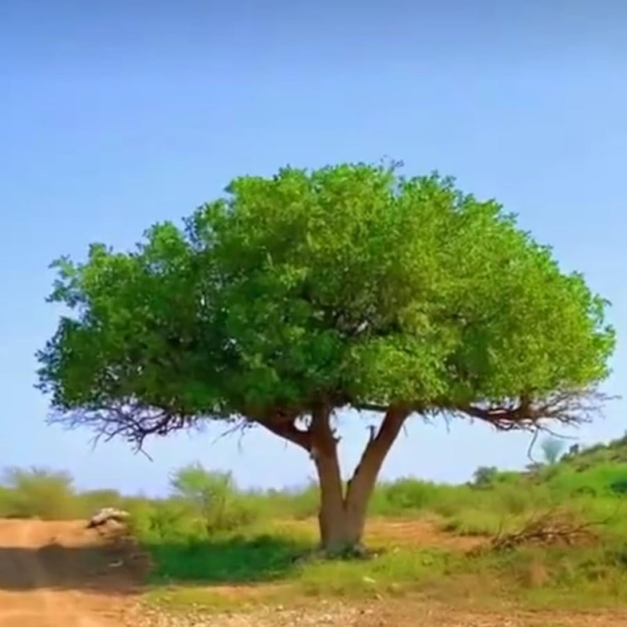بذور شجرة الضبر - المصع Dobera Glabra
