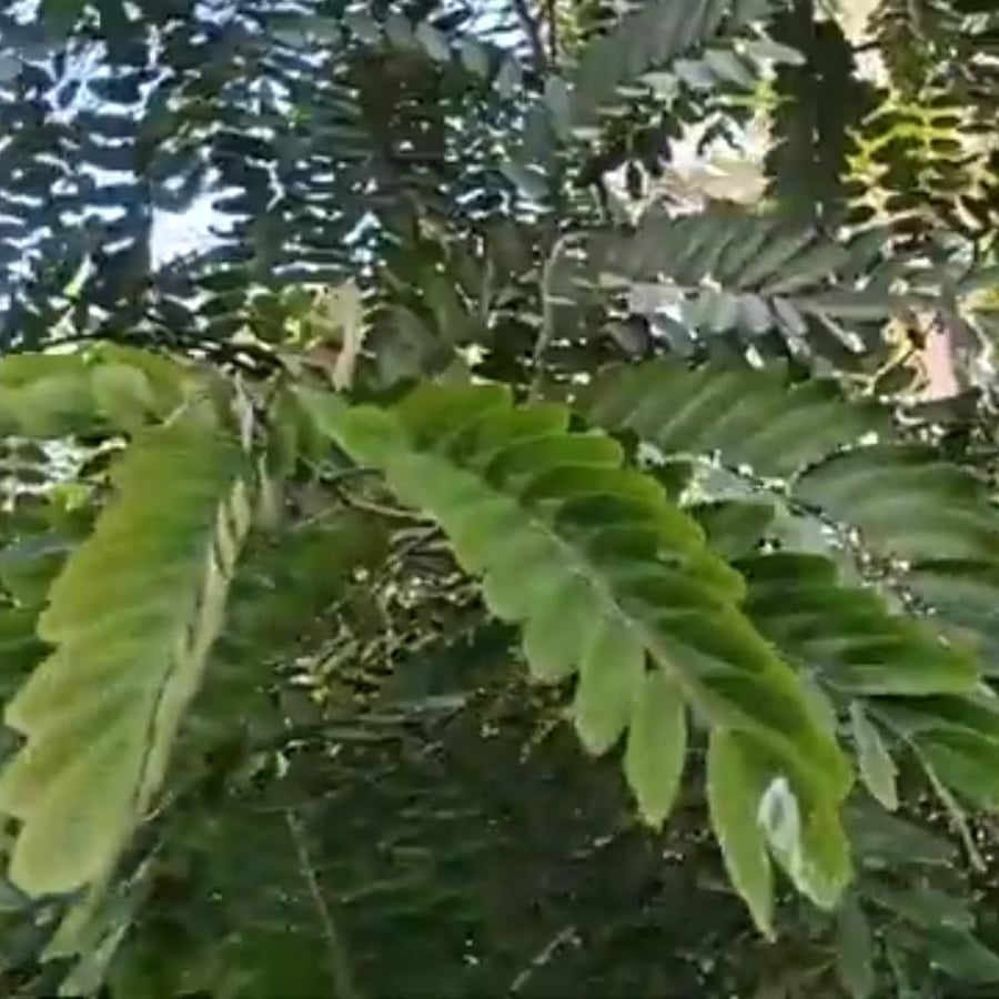 بذور شجرة ابو المكارم Tipuana tipu