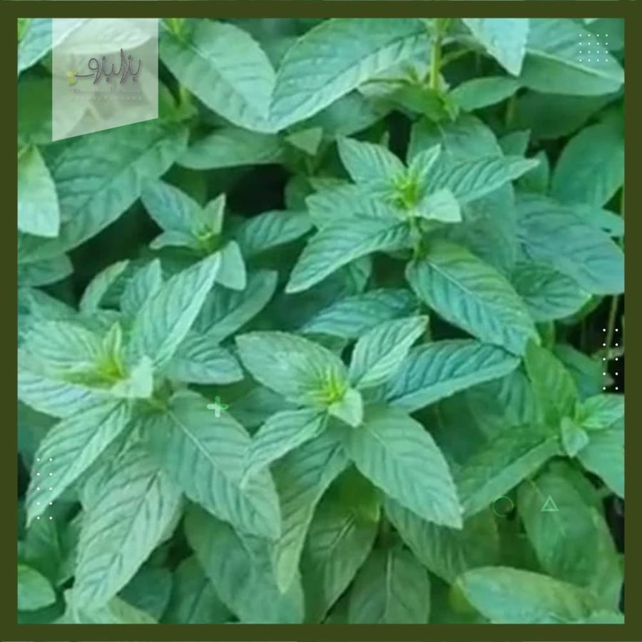 Mint tree seeds