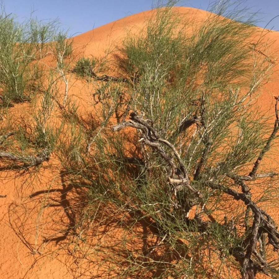 بذور شجرة الارطى - العبل ( calligonum comosum )
