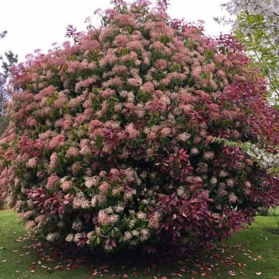 بذور شجرة البوتينيا Photinia × fraseri