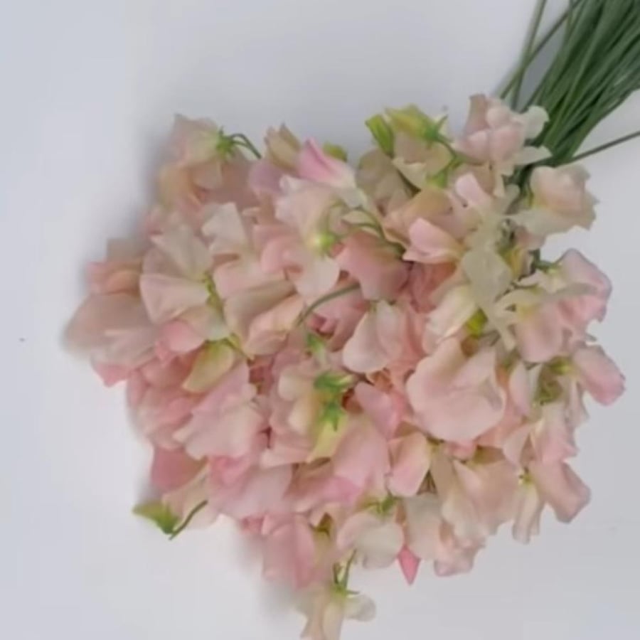 بذور زهرة بسلة الزهور العطرية Lathyrus odoratus