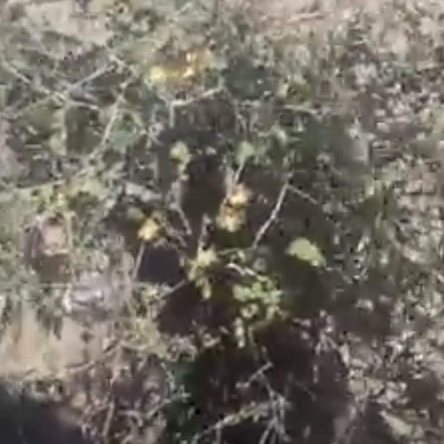 بذور شجرة الرقروق البرية Helianthemum