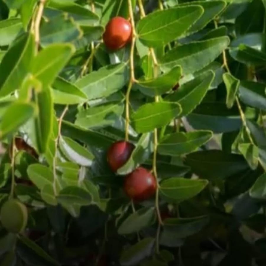 بذور شجرة جوجوبا simmondsia chinensis