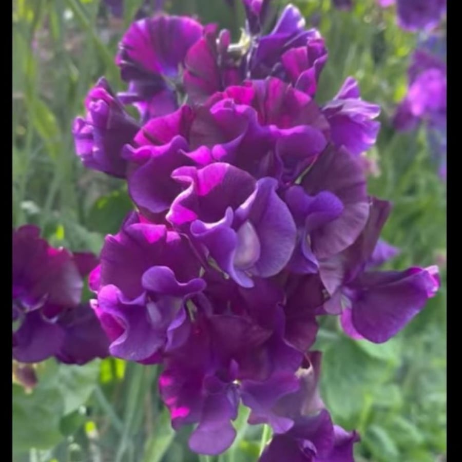 بذور زهرة بسلة الزهور العطرية Lathyrus odoratus