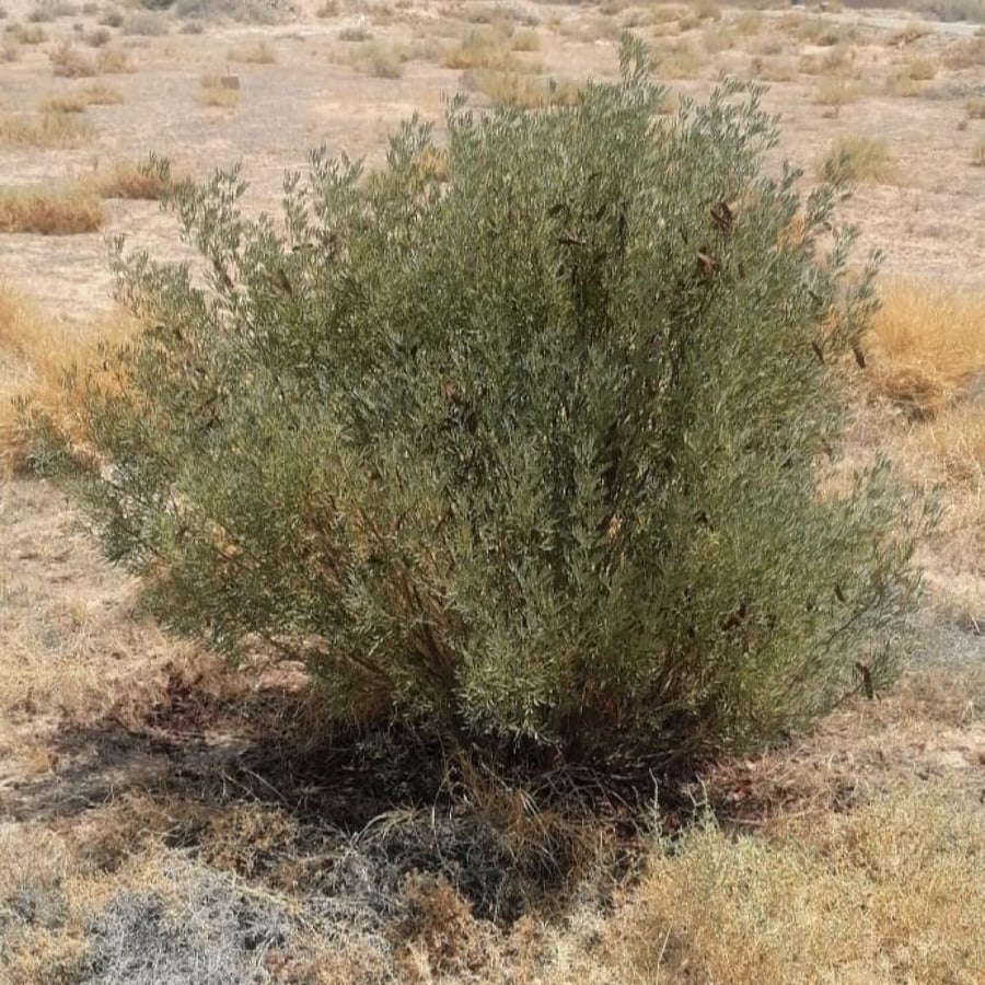 بذور شجرة سنا ارتيميسيويدس  Senna artemisioides