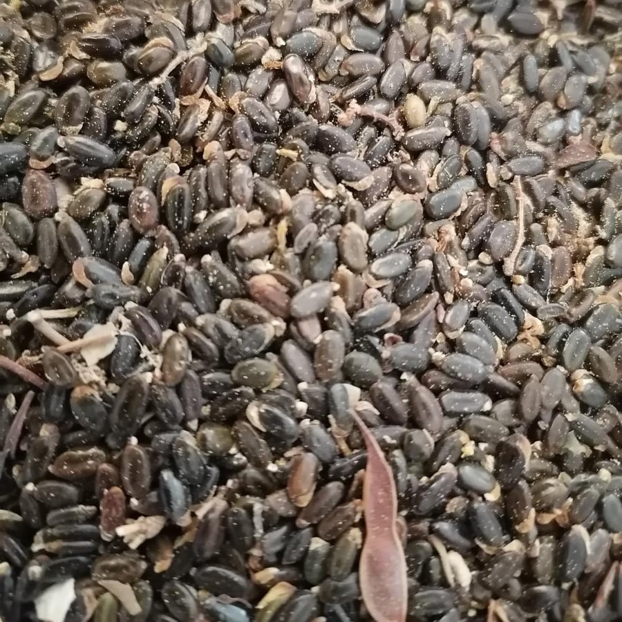 بذور شجرة سالجينا Acacia Saligna