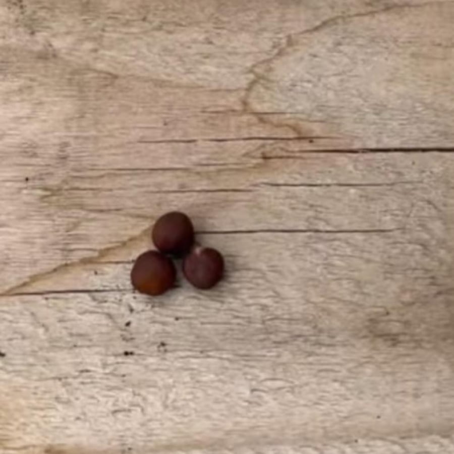 بذور زهرة بسلة الزهور العطرية Lathyrus odoratus