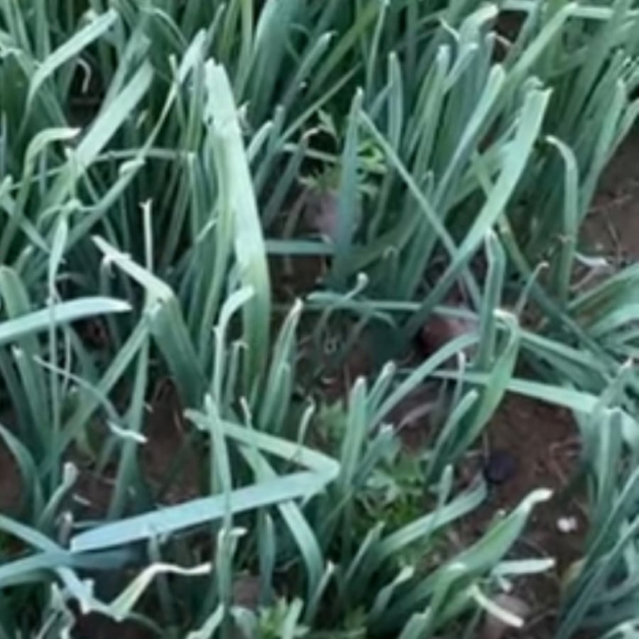 بذور نبات الكراث المصري Allium ampeloprasum